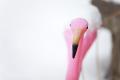 IMG_2547 flamingo portrait